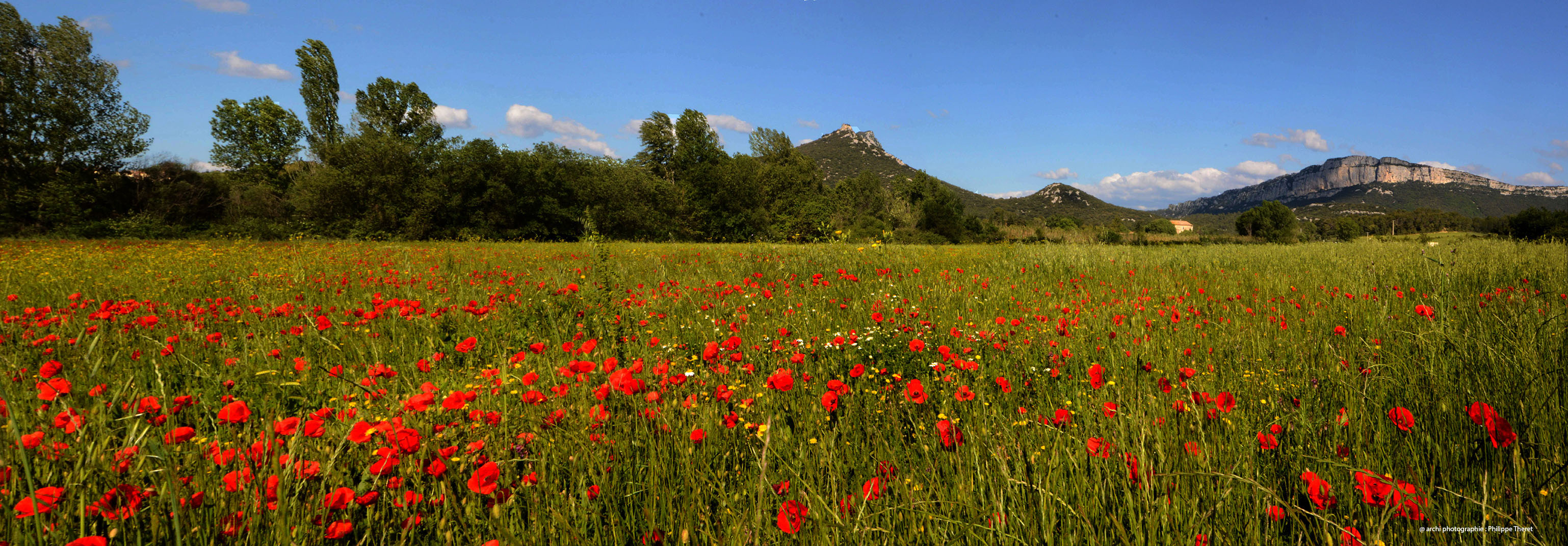 pano pic saint loup et coquelicots